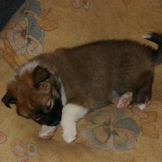 Islandsk fårehund Sælgæti's Una