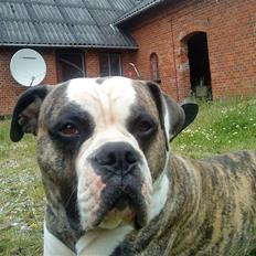 Amerikansk bulldog Rocky    " Balboa"