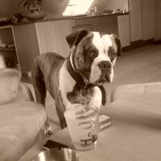 Amerikansk bulldog Rocky    " Balboa"