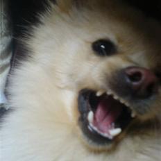 Pomeranian Tiggo