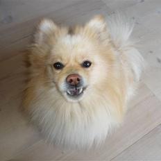 Pomeranian Tiggo