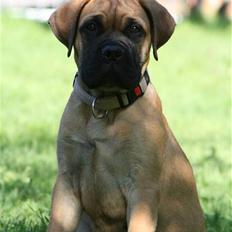 Bullmastiff Hot and Coldi