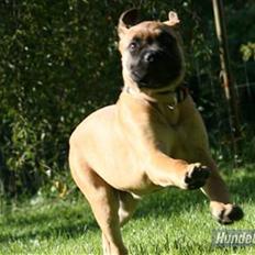 Bullmastiff Hot and Coldi