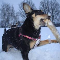 Blanding af racer Maggi