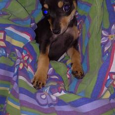 Blanding af racer Maggi