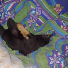 Blanding af racer Maggi