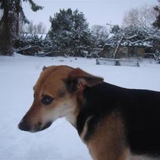 Blanding af racer Camille - himmelhund