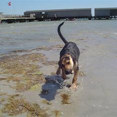 Blanding af racer Camille - himmelhund