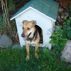 Blanding af racer Camille - himmelhund