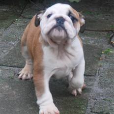 Engelsk bulldog Carla