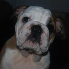 Engelsk bulldog Carla