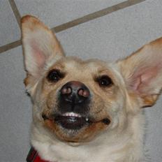 Labrador retriever Pixi