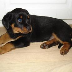 Rottweiler Enzo