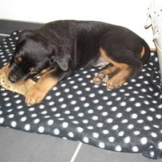 Rottweiler Enzo