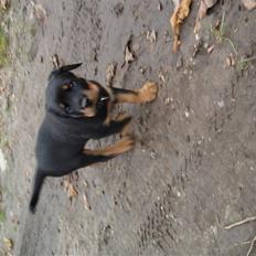 Rottweiler Enzo