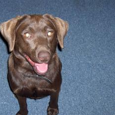 Blanding af racer Bruno R.I.P 