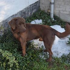 Blanding af racer Bruno R.I.P 