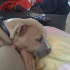 Amerikansk staffordshire terrier chika