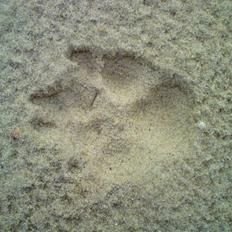 Islandsk fårehund Bassi