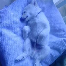 Islandsk fårehund Bassi