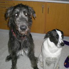 Irsk ulvehund Caleb