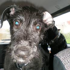Irsk ulvehund Caleb