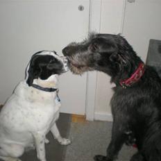 Irsk ulvehund Caleb