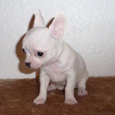 Chihuahua Zhirley blir kaldt Pamala