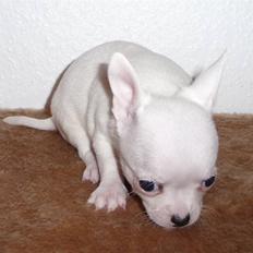 Chihuahua Zhirley blir kaldt Pamala