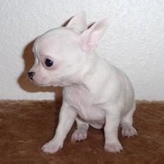 Chihuahua Zhirley blir kaldt Pamala