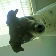 Dansk svensk gaardhund molly