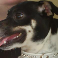 Dansk svensk gaardhund molly