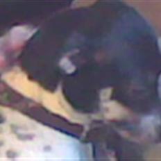 Dansk svensk gaardhund molly