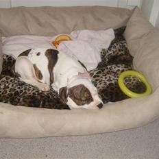 Blanding af racer Manse-rip /  Kaos er her stadig