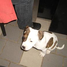 Blanding af racer Manse-rip /  Kaos er her stadig