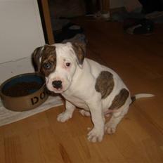 Blanding af racer Manse-rip /  Kaos er her stadig