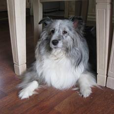 Shetland sheepdog Beauty