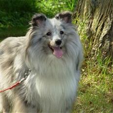 Shetland sheepdog Beauty