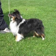 Shetland sheepdog Angel
