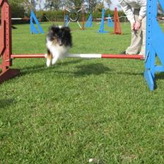 Shetland sheepdog Angel