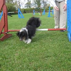 Shetland sheepdog Angel