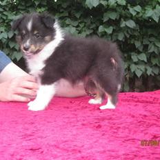 Shetland sheepdog Kiki