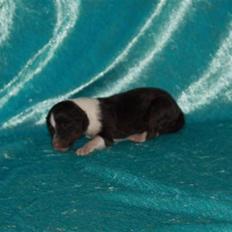 Shetland sheepdog Kiki