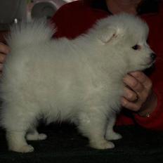 Japansk spids Malthe