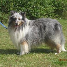 Shetland sheepdog Tony