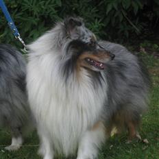 Shetland sheepdog Tony