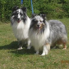 Shetland sheepdog Tony