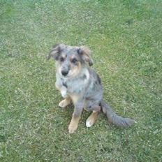 Blanding af racer Idaho