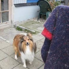 Shetland sheepdog Julle - solgt :(