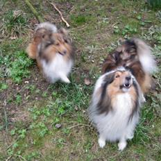 Shetland sheepdog Julle - solgt :(